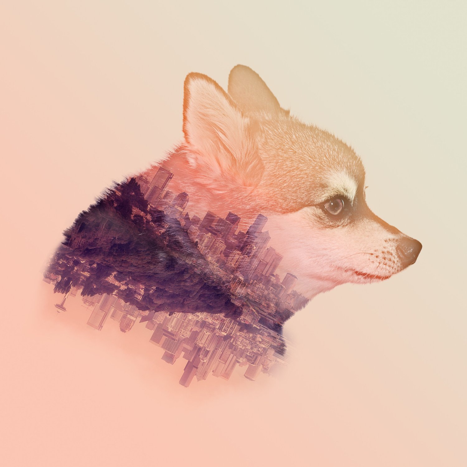 Covid-19 The Self-isolation Projects